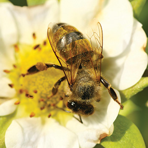 Honey Bee